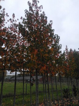 Liquidambar s. 'Lane Roberts' 20-25 Hoogstam draadkluit 3 X verplant - afbeelding 5