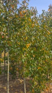Liquidambar s. 'Moraine' 12-14 cm draadkluit geveerd 2 X verplant - afbeelding 4