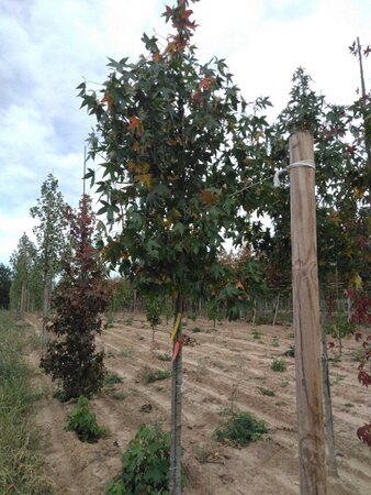 Liquidambar s. 'Moraine' 12-14 Hoogstam draadkluit 2 X verplant - afbeelding 4