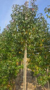 Liquidambar s. 'Moraine' 12-14 Hoogstam draadkluit 2 X verplant - afbeelding 5