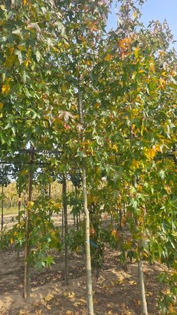 Liquidambar s. 'Moraine' 14-16 Hoogstam draadkluit 2 X verplant - afbeelding 4