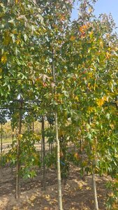 Liquidambar s. 'Moraine' 14-16 Hoogstam draadkluit 2 X verplant - afbeelding 4