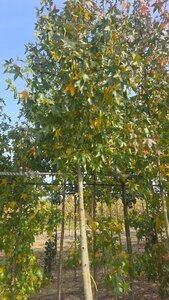 Liquidambar s. 'Moraine' 16-18 Hoogstam draadkluit 3 X verplant - afbeelding 4