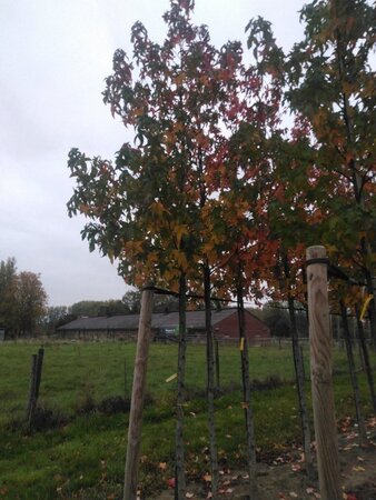 Liquidambar s. 'Palo Alto' 16-18 Hoogstam draadkluit 3 X verplant