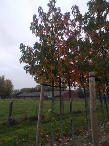 Liquidambar s. 'Palo Alto' 16-18 Hoogstam draadkluit 3 X verplant