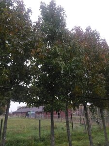 Liquidambar s. 'Palo Alto' 25-30 Hoogstam draadkluit 3 X verplant