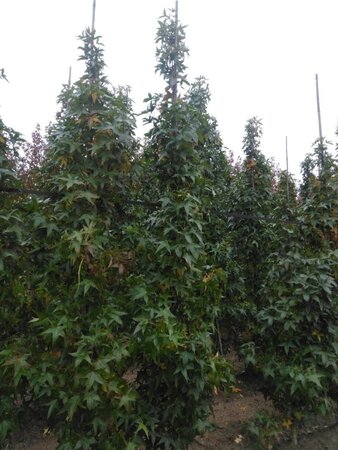 Liquidambar s. 'SlenderSilhouette' 10-12 cm draadkluit geveerd - afbeelding 2