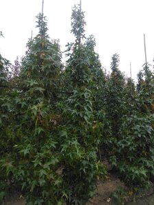 Liquidambar s. 'SlenderSilhouette' 10-12 cm draadkluit geveerd - afbeelding 2