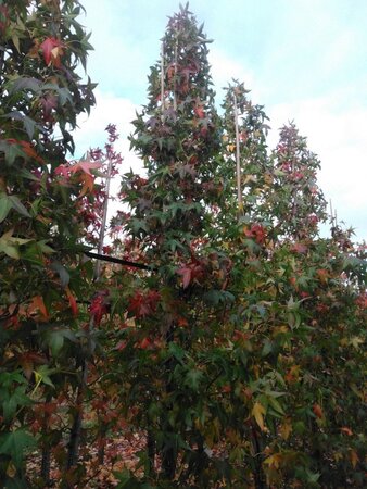 Liquidambar s. 'SlenderSilhouette' 10-12 cm draadkluit geveerd - afbeelding 3