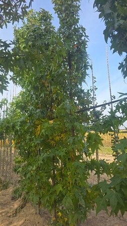 Liquidambar s. 'SlenderSilhouette' 10-12 cm met kluit geveerd - afbeelding 1