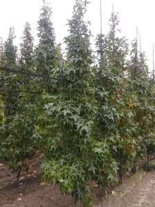 Liquidambar s. 'SlenderSilhouette' 8-10 cm draadkluit geveerd - afbeelding 1