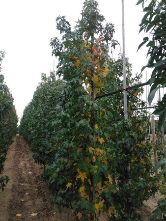 Liquidambar styraciflua 10-12 Hoogstam met kluit - afbeelding 3