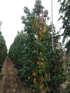 Liquidambar styraciflua 10-12 Hoogstam met kluit - afbeelding 3