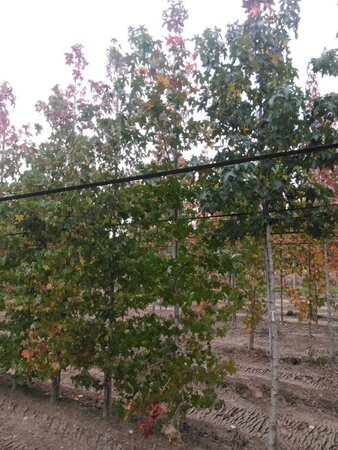 Liquidambar styraciflua 10-12 cm met kluit geveerd - afbeelding 1