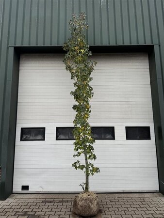 Liquidambar styraciflua 12-14 cm draadkluit geveerd 2 X verplant - afbeelding 2