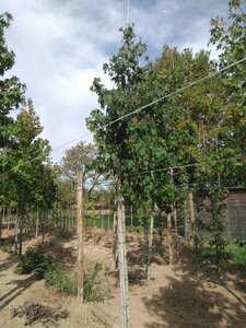 Liquidambar styraciflua 12-14 Hoogstam draadkluit 2 X verplant - afbeelding 2