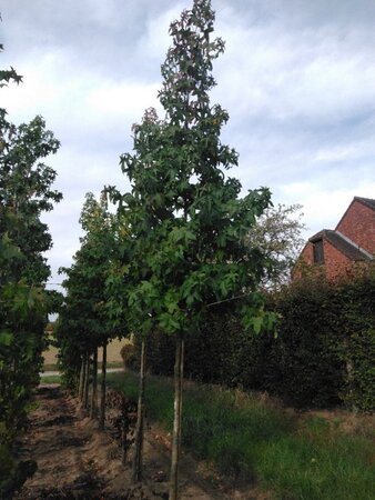 Liquidambar styraciflua 12-14 Hoogstam draadkluit 2 X verplant - afbeelding 3