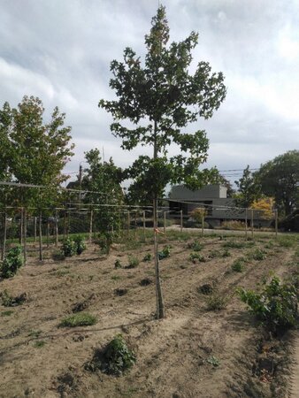 Liquidambar styraciflua 14-16 Hoogstam draadkluit 2 X verplant - afbeelding 2