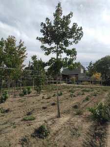 Liquidambar styraciflua 14-16 Hoogstam draadkluit 2 X verplant - afbeelding 2