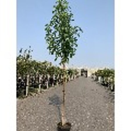 Liquidambar styraciflua 16-18 Hoogstam draadkluit 3 X verplant - afbeelding 4