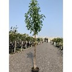 Liquidambar styraciflua 16-18 Hoogstam draadkluit 3 X verplant - afbeelding 4