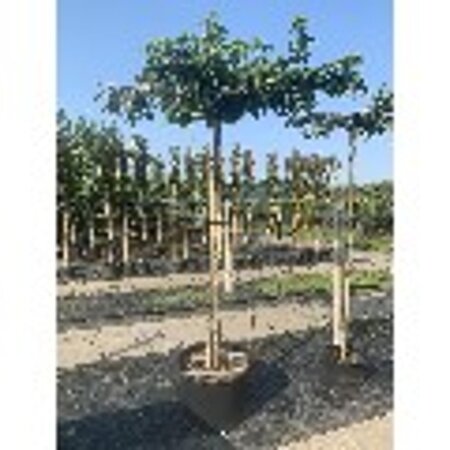 Liquidambar styraciflua 16-18 Hoogstam draadkluit 3 X verplant - afbeelding 5