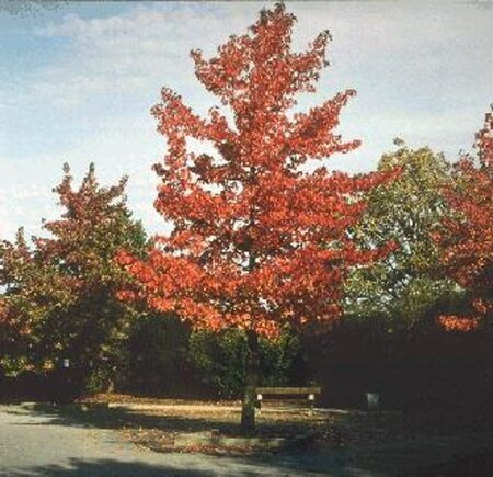 Liquidambar styraciflua 16-18 Hoogstam draadkluit 3 X verplant - afbeelding 6