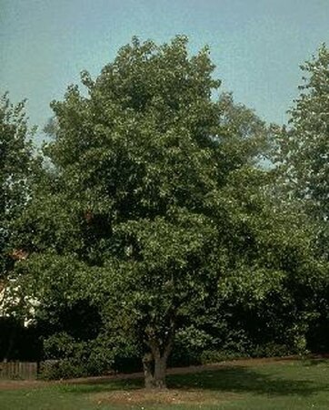 Liquidambar styraciflua 16-18 Hoogstam draadkluit 3 X verplant - afbeelding 7