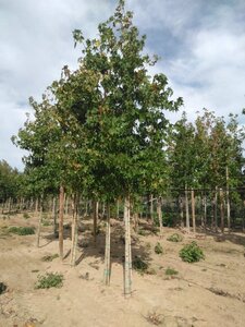 Liquidambar styraciflua 16-18 Hoogstam draadkluit 3 X verplant - afbeelding 2