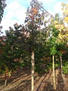 Liquidambar styraciflua 16-18 Hoogstam draadkluit 3 X verplant - afbeelding 3