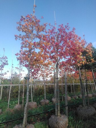 Liquidambar styraciflua 20-25 Hoogstam draadkluit 3 X verplant - afbeelding 2