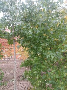 Liquidambar styraciflua 6-8 cm met kluit geveerd - afbeelding 1