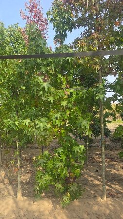 Liquidambar styraciflua 8-10 cm met kluit geveerd - afbeelding 1
