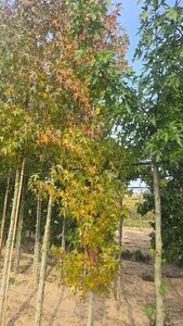 Liquidambar s. 'Worplesdon' 10-12 cm met kluit geveerd - afbeelding 1