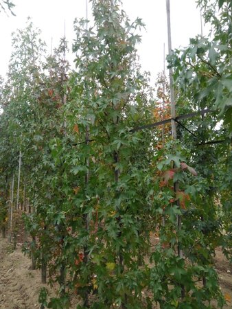 Liquidambar s. 'Worplesdon' 10-12 cm met kluit geveerd - afbeelding 3