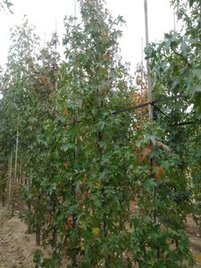 Liquidambar s. 'Worplesdon' 10-12 cm met kluit geveerd - afbeelding 3
