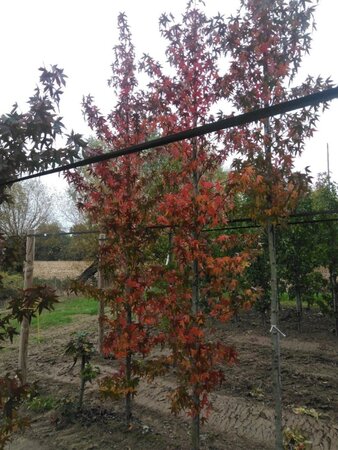 Liquidambar s. 'Worplesdon' 10-12 cm met kluit geveerd - afbeelding 2