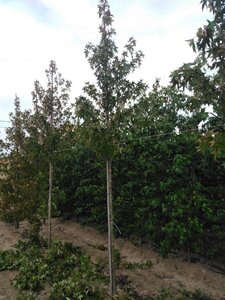 Liquidambar s. 'Worplesdon' 12-14 Hoogstam draadkluit 2 X verplant - afbeelding 4