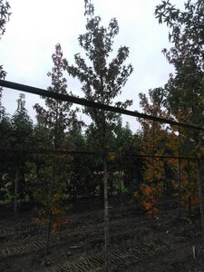 Liquidambar s. 'Worplesdon' 12-14 Hoogstam draadkluit 2 X verplant - afbeelding 2