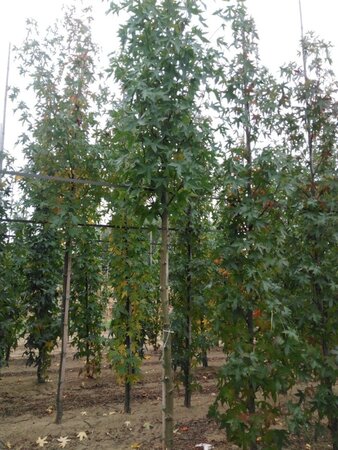 Liquidambar s. 'Worplesdon' 12-14 Hoogstam draadkluit 2 X verplant - afbeelding 5