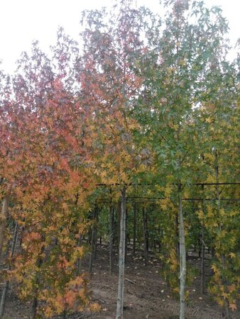 Liquidambar s. 'Worplesdon' 14-16 Hoogstam draadkluit 2 X verplant - afbeelding 4