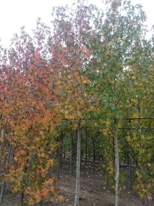 Liquidambar s. 'Worplesdon' 14-16 Hoogstam draadkluit 2 X verplant - afbeelding 4