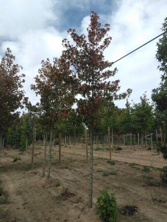 Liquidambar s. 'Worplesdon' 14-16 Hoogstam draadkluit 2 X verplant - afbeelding 3