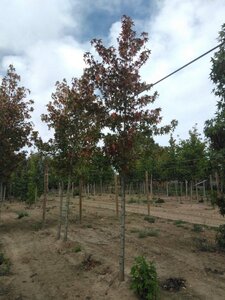 Liquidambar s. 'Worplesdon' 14-16 Hoogstam draadkluit 2 X verplant - afbeelding 3