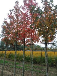 Liquidambar s. 'Worplesdon' 14-16 Hoogstam draadkluit 2 X verplant - afbeelding 2