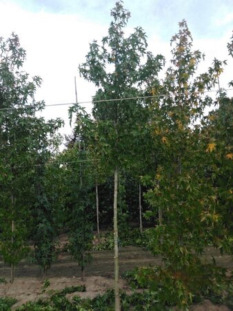 Liquidambar s. 'Worplesdon' 14-16 Hoogstam draadkluit 2 X verplant - afbeelding 1