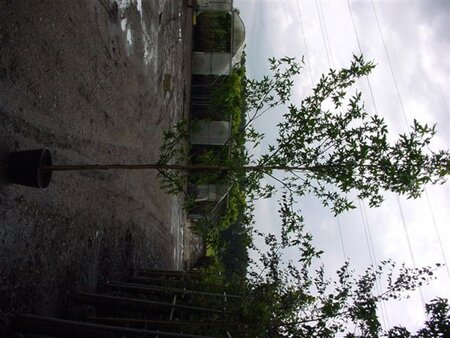 Liquidambar s. 'Worplesdon' 18-20 Hoogstam draadkluit 3 X verplant - afbeelding 4