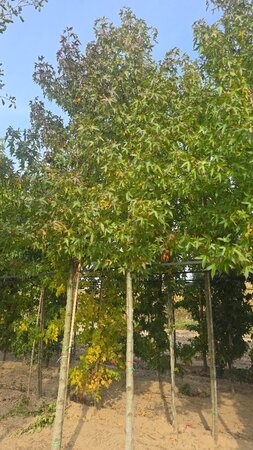 Liquidambar s. 'Worplesdon' 18-20 Hoogstam draadkluit 3 X verplant - afbeelding 2