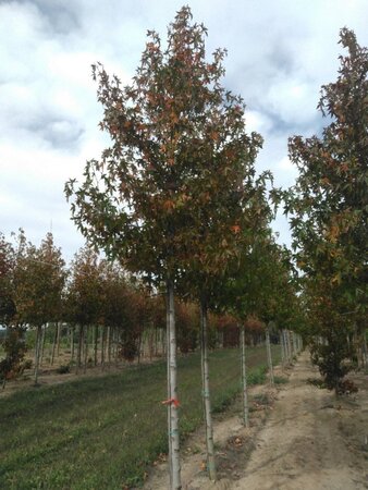 Liquidambar s. 'Worplesdon' 18-20 STA WRB 3 X V - image 1