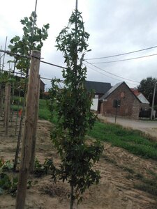 Liquidambar s. 'Worplesdon' 6-8 cm met kluit geveerd - afbeelding 1